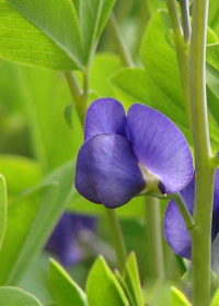 Baptisia 'Blue Mound'